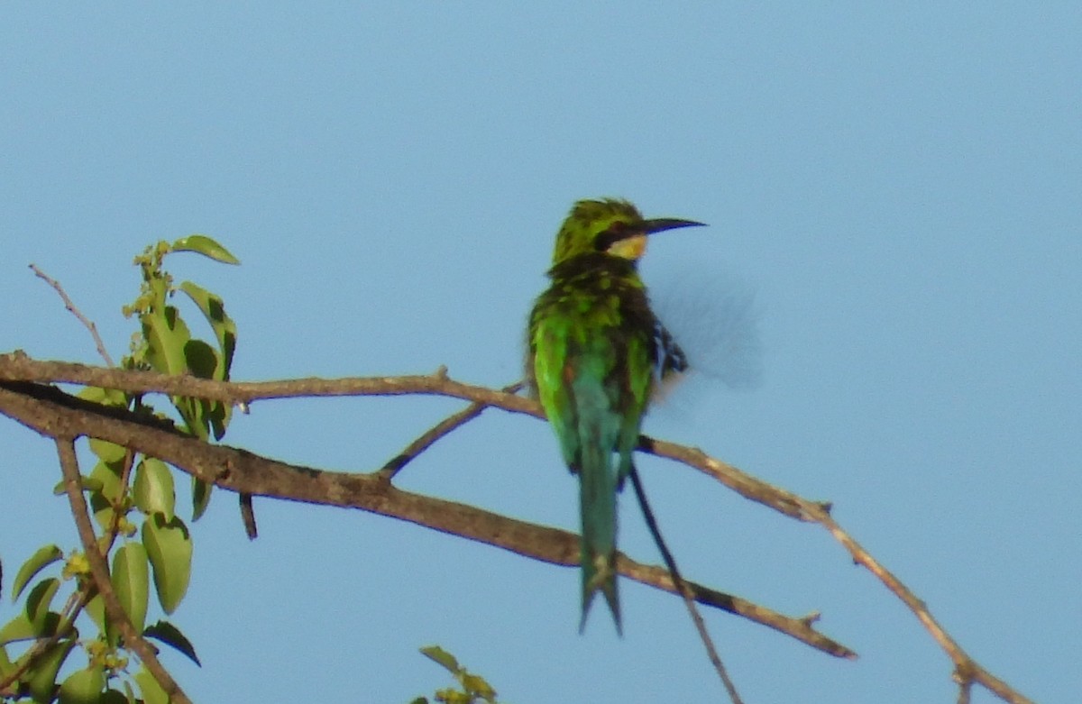 Swallow-tailed Bee-eater - ML613988606