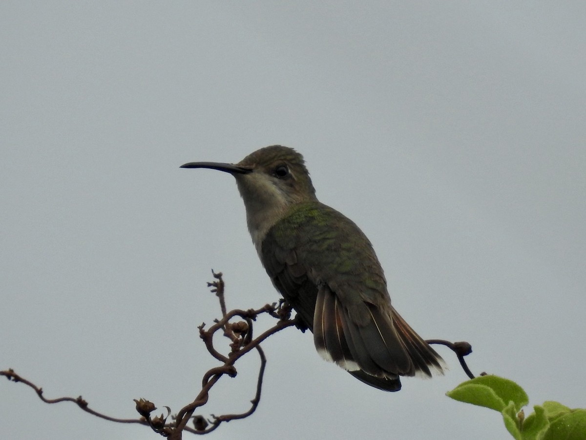 Ruby-topaz Hummingbird - Nick Odio