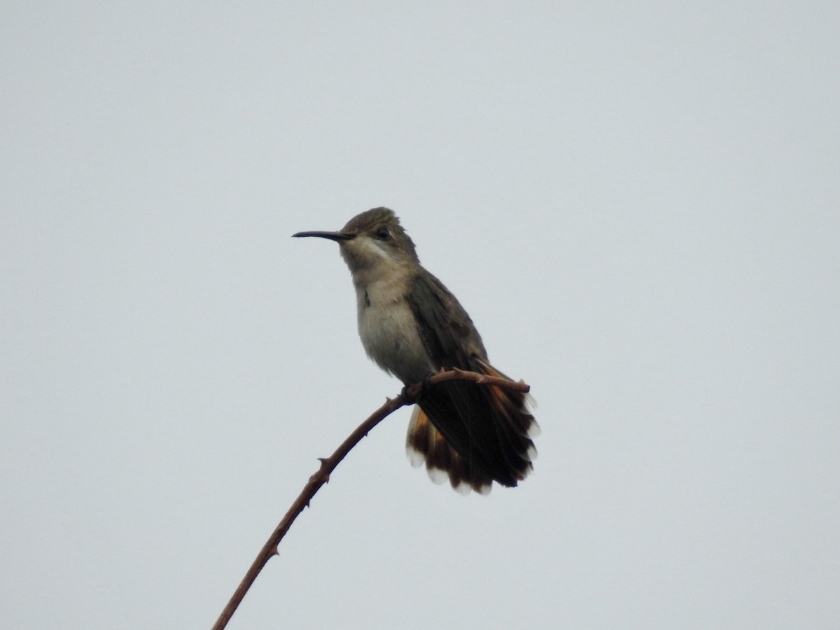 Ruby-topaz Hummingbird - ML613988697