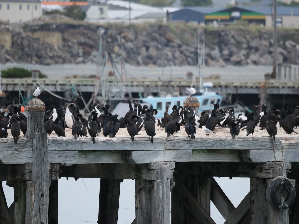 Stewart Island Shag - ML613988721