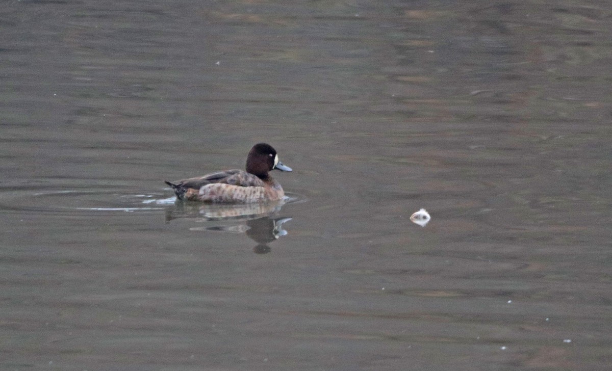 Lesser Scaup - Mark Nale