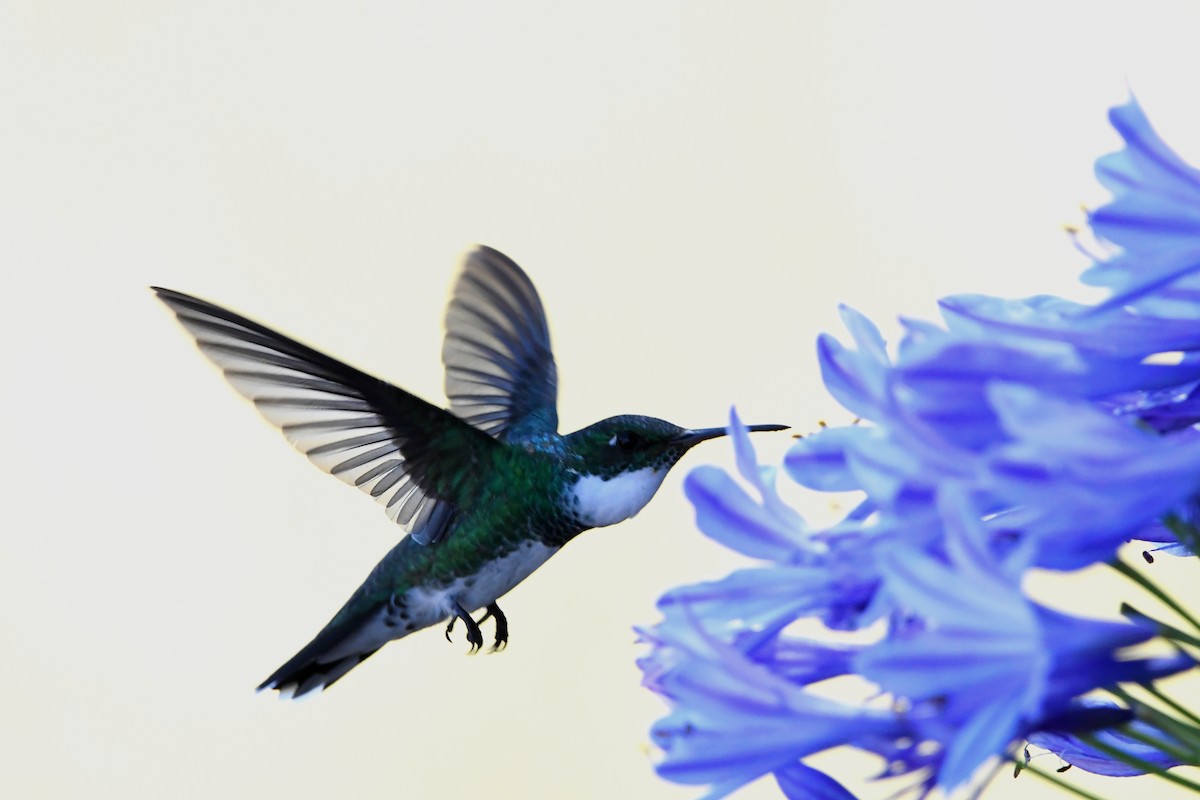 kolibřík límcový - ML613988723