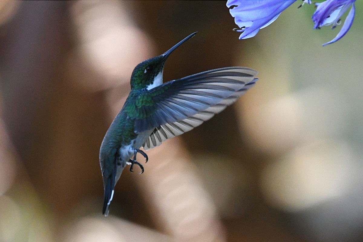 White-throated Hummingbird - Christian Williams