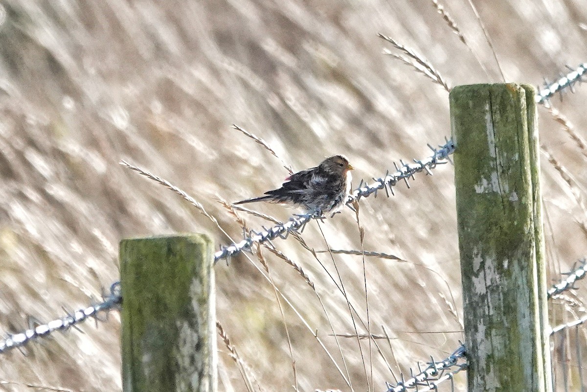 Twite - ML613988806