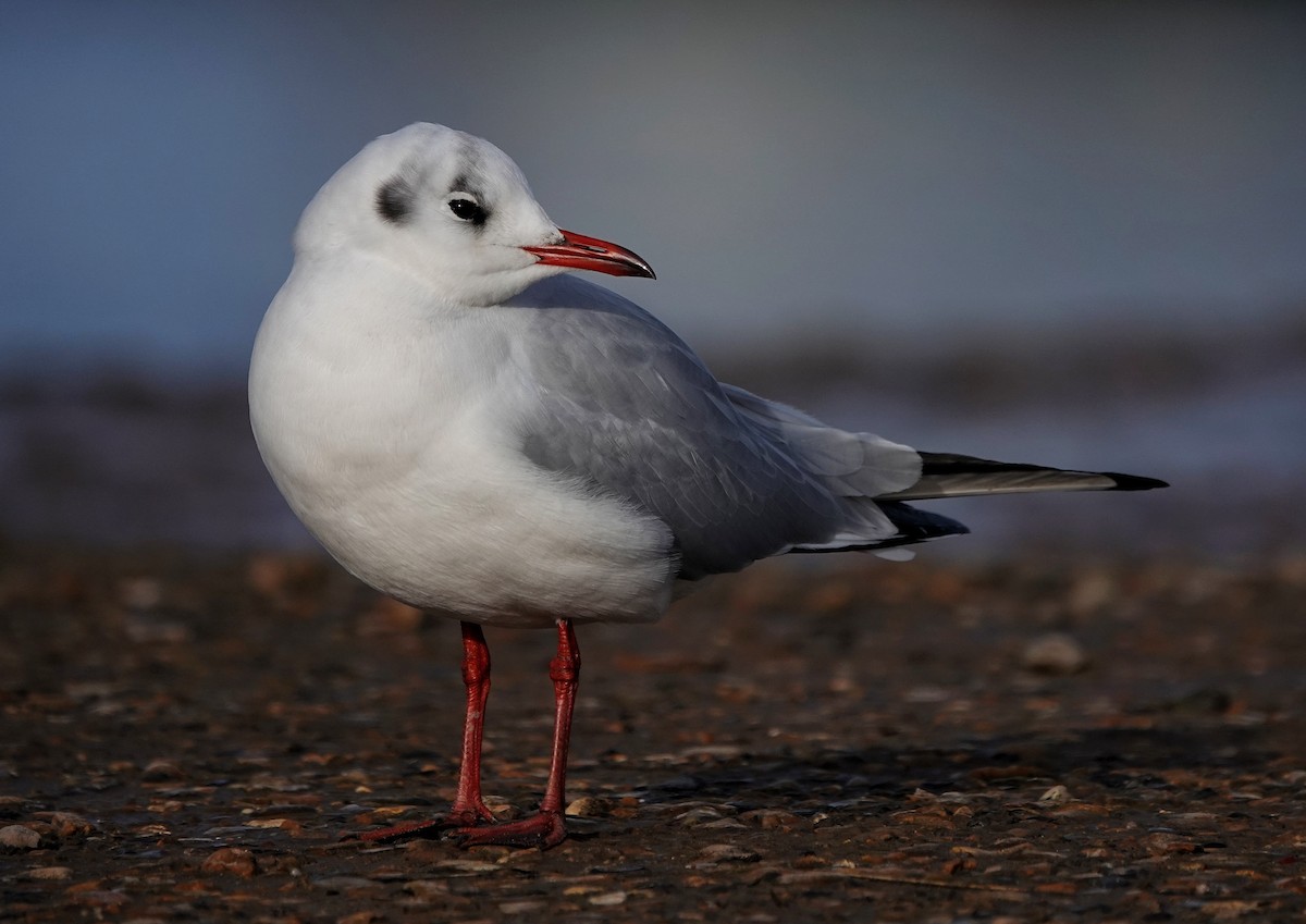Mouette rieuse - ML613988808