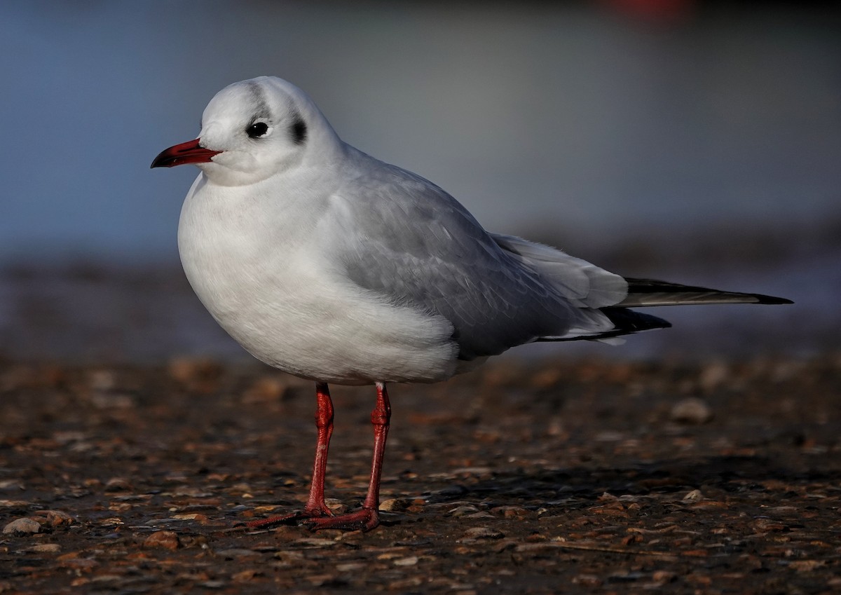 Mouette rieuse - ML613988809