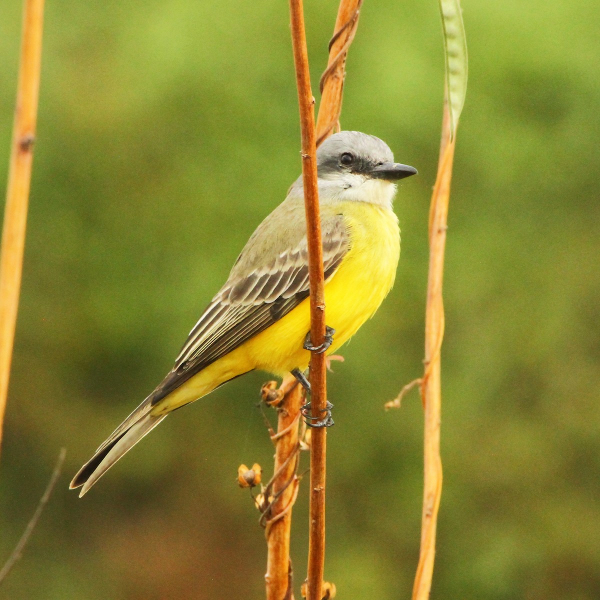 Tropical Kingbird - Jason Duxbury