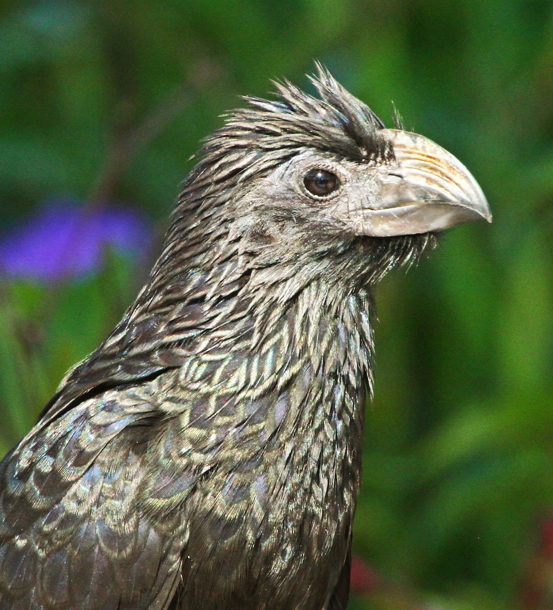 Groove-billed Ani - ML613988935