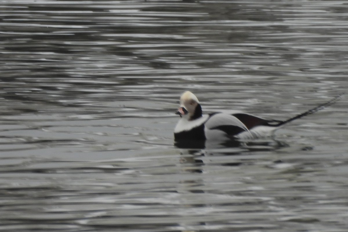 Long-tailed Duck - ML613988951