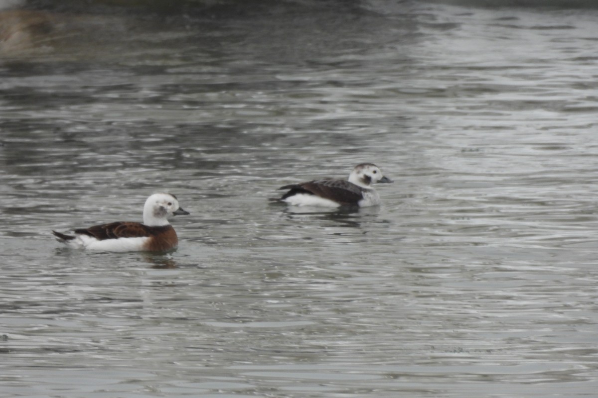 Long-tailed Duck - ML613988985