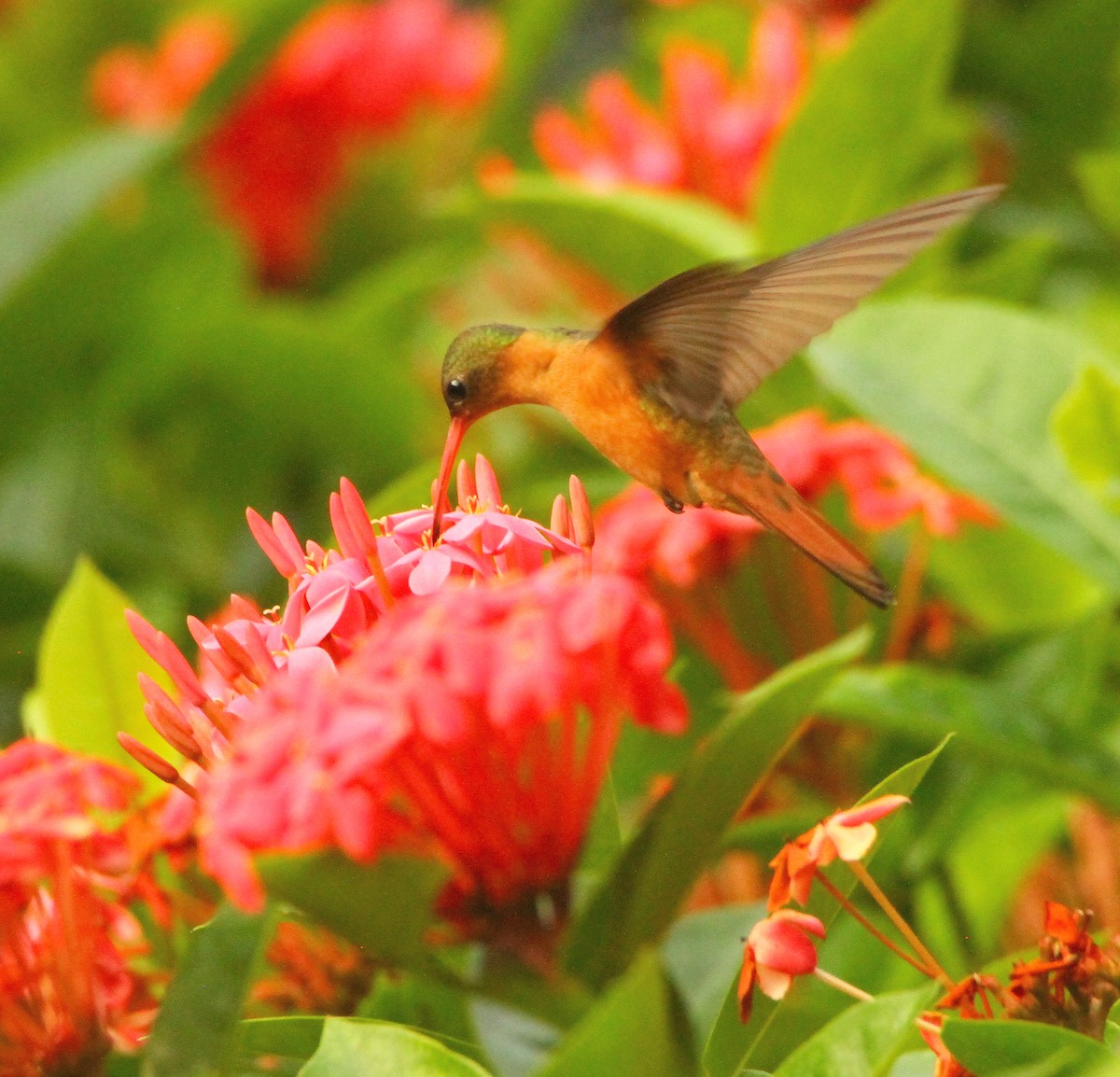 Cinnamon Hummingbird - ML613988994