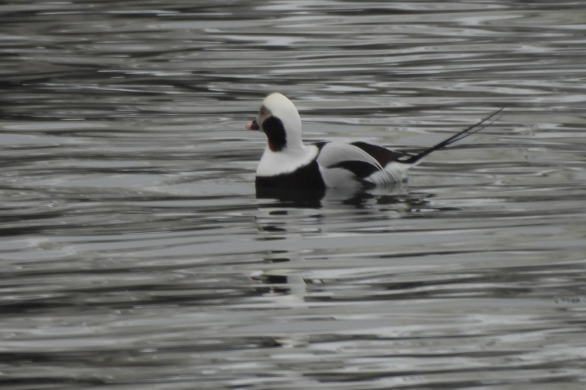 Long-tailed Duck - ML613989011
