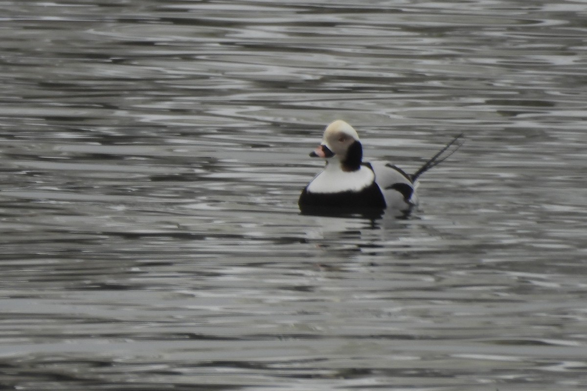 Long-tailed Duck - ML613989034