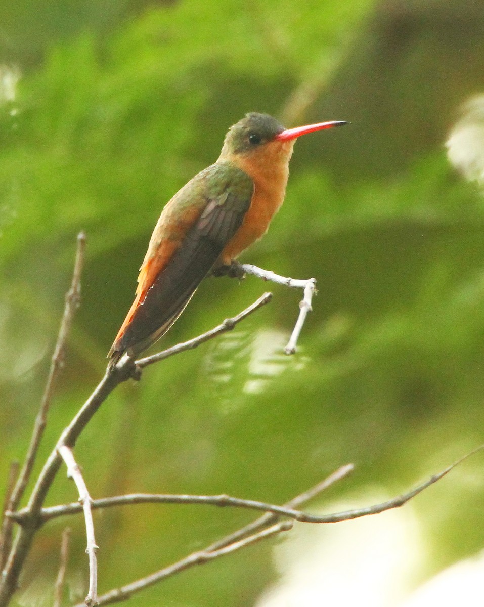 Cinnamon Hummingbird - Jason Duxbury