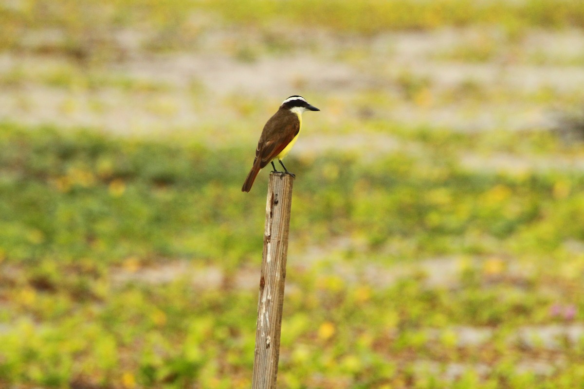 Great Kiskadee - ML613989055