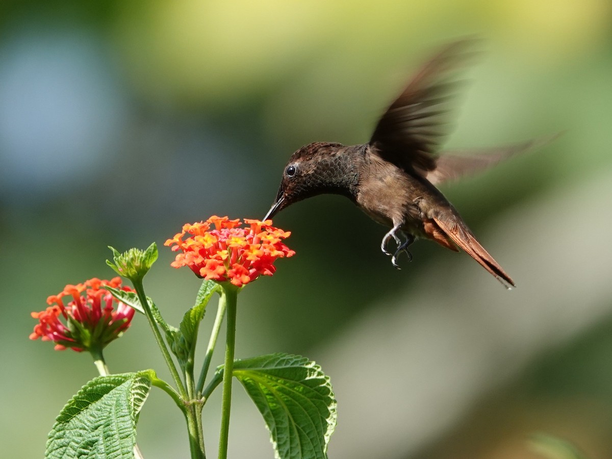 Ruby-topaz Hummingbird - ML613989245