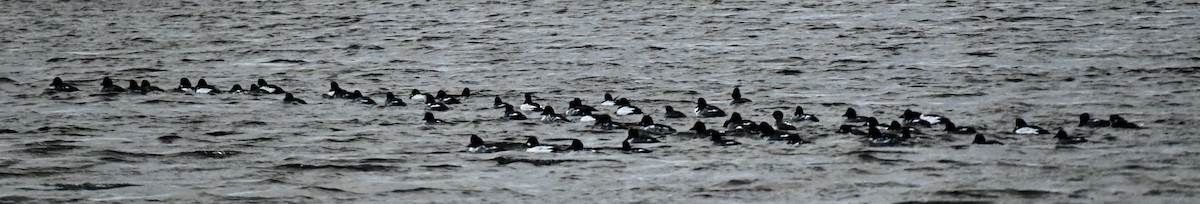 Common Goldeneye - Suzanne Zuckerman