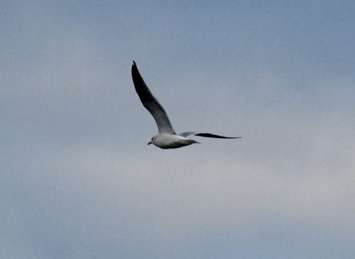 Herring Gull - ML613989313