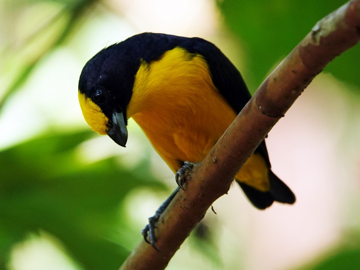 Thick-billed Euphonia - ML613989323