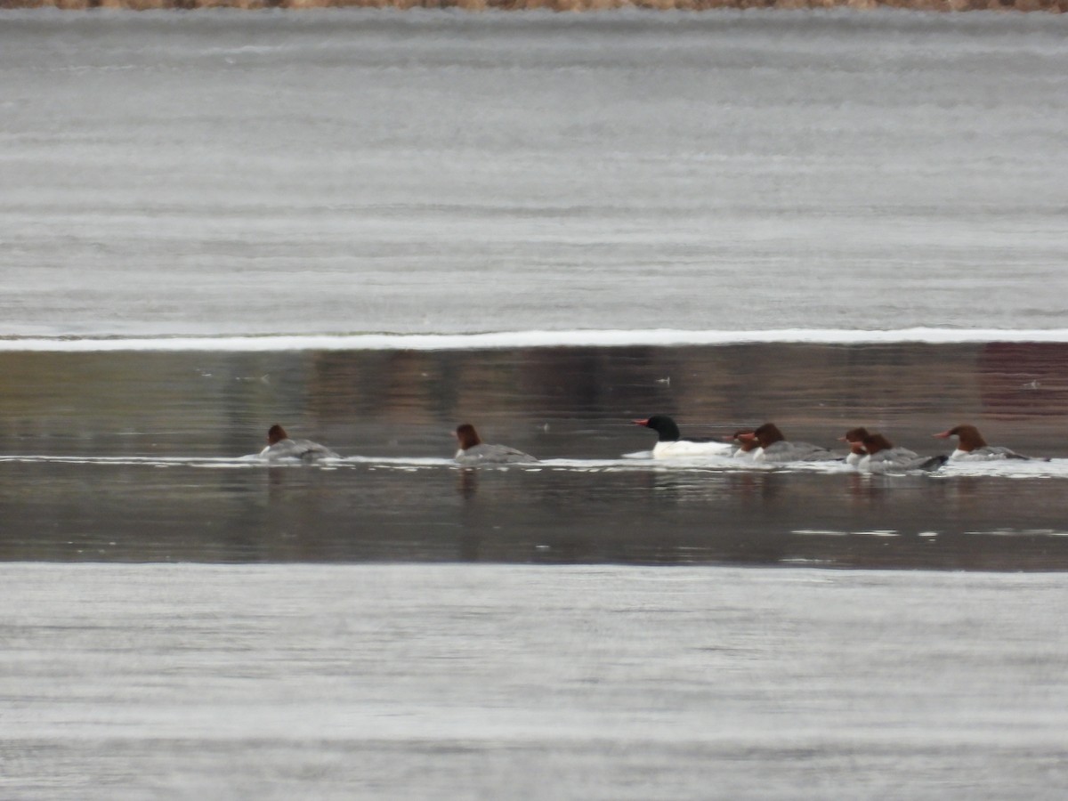 Common Merganser - Jeff Fengler