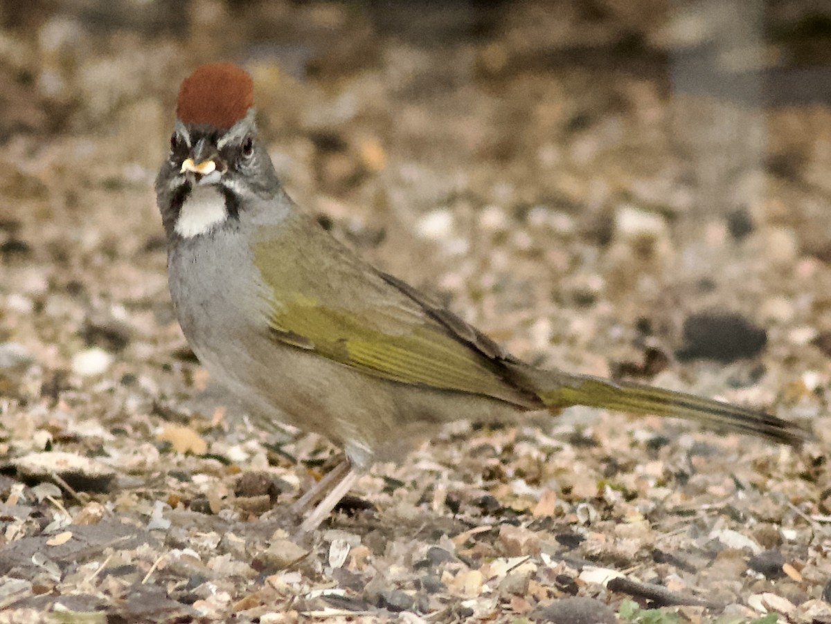 Green-tailed Towhee - ML613989345