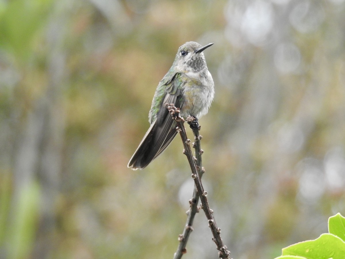 Colibri à ventre blanc - ML613989437