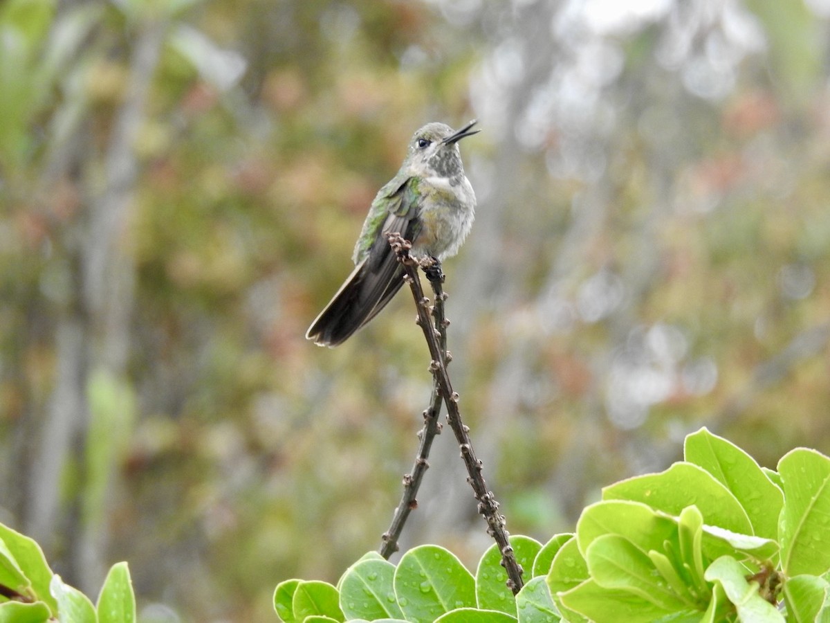 Colibri à ventre blanc - ML613989438