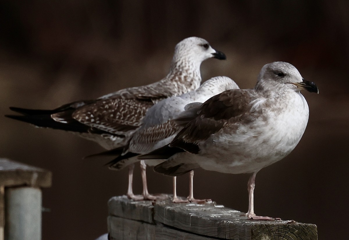 Yellow-footed Gull - ML613989578