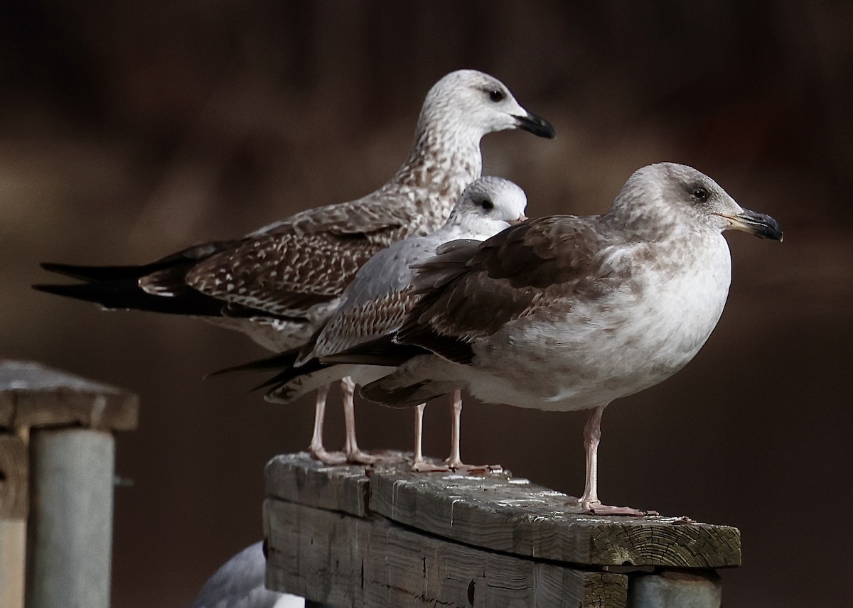 Yellow-footed Gull - Willie Sekula