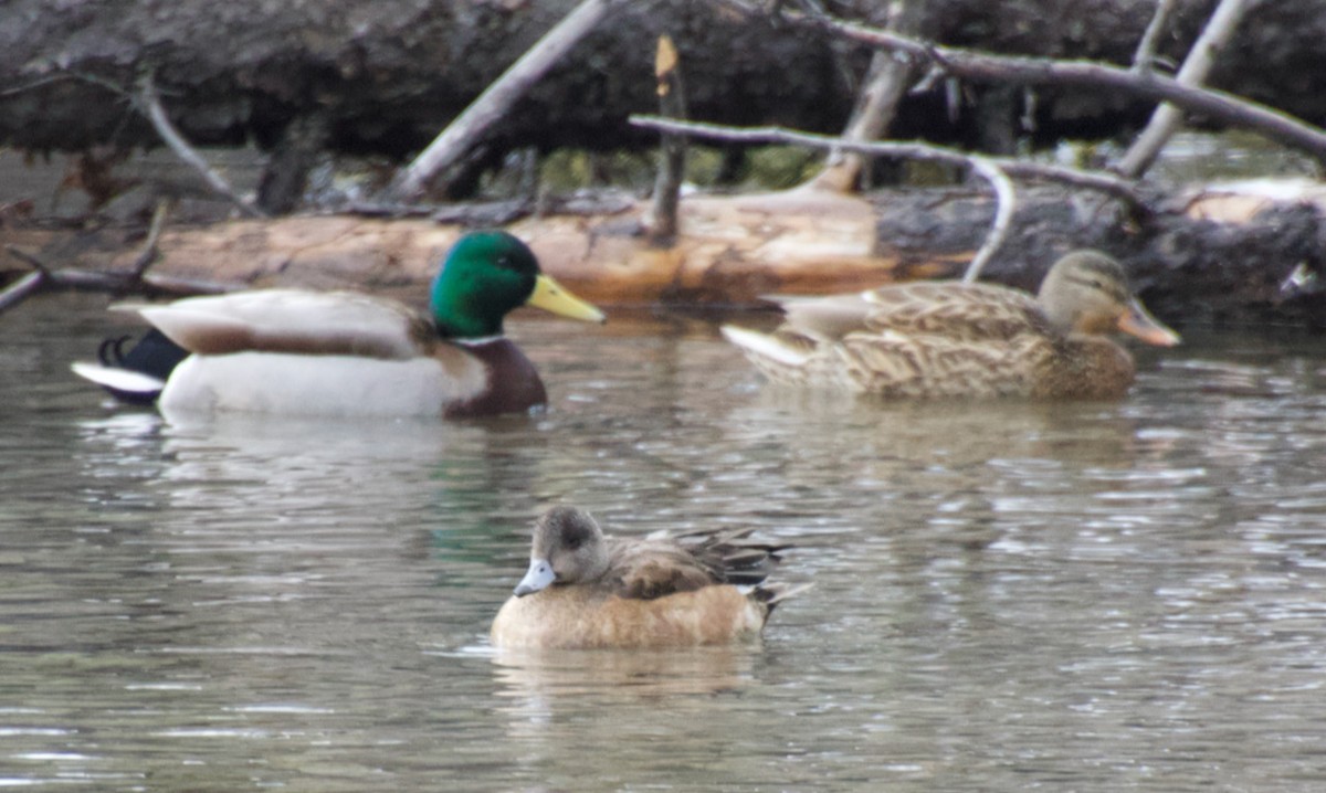 American Wigeon - ML613989600