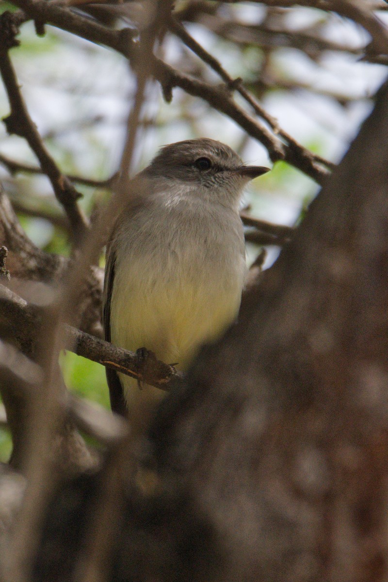 Northern Scrub-Flycatcher - ML613989741