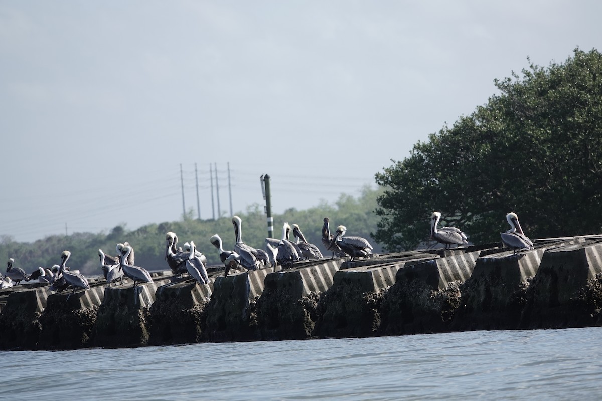 Brown Pelican - ML613989822