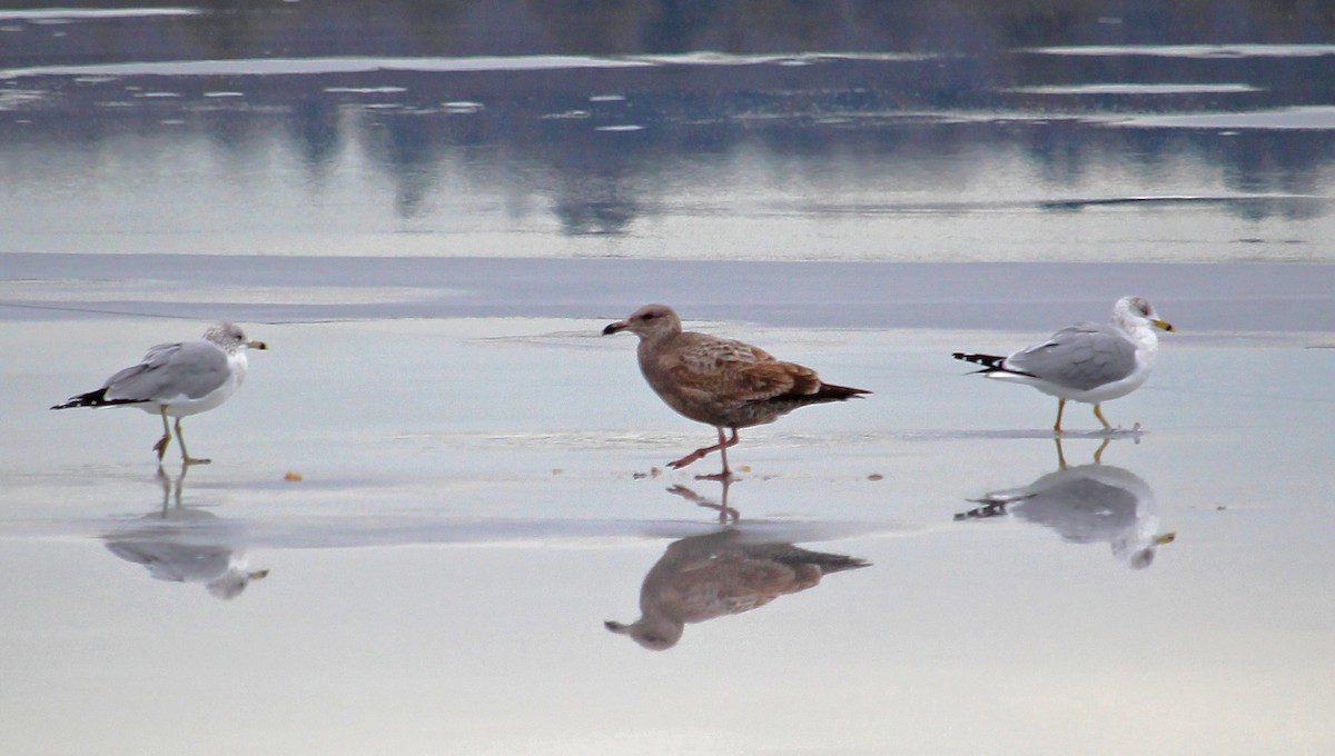 gråmåke (smithsonianus) (amerikagråmåke) - ML613989823