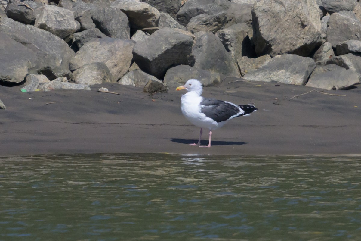 Western Gull - ML613989829