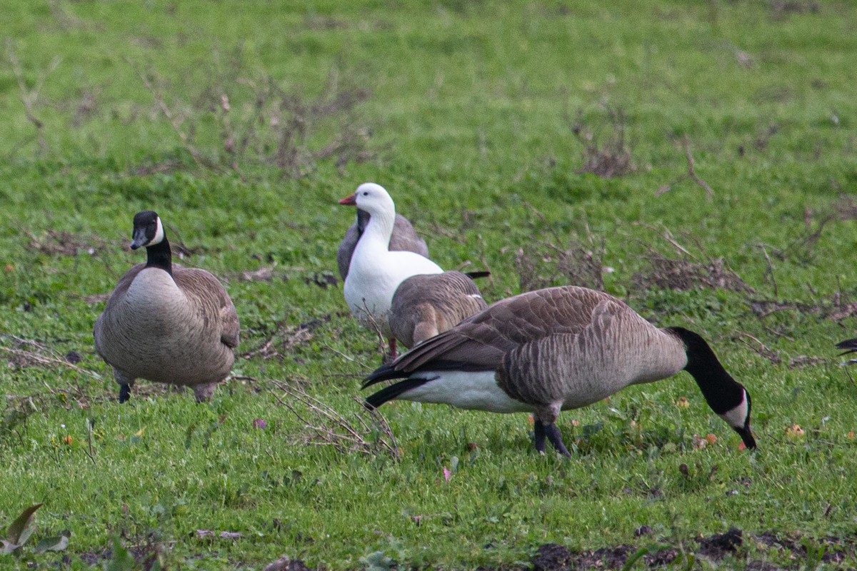 Ross's Goose - ML613989840