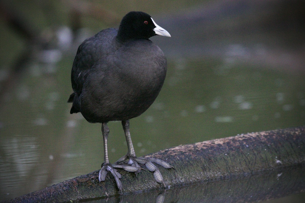 Eurasian Coot - ML613989846