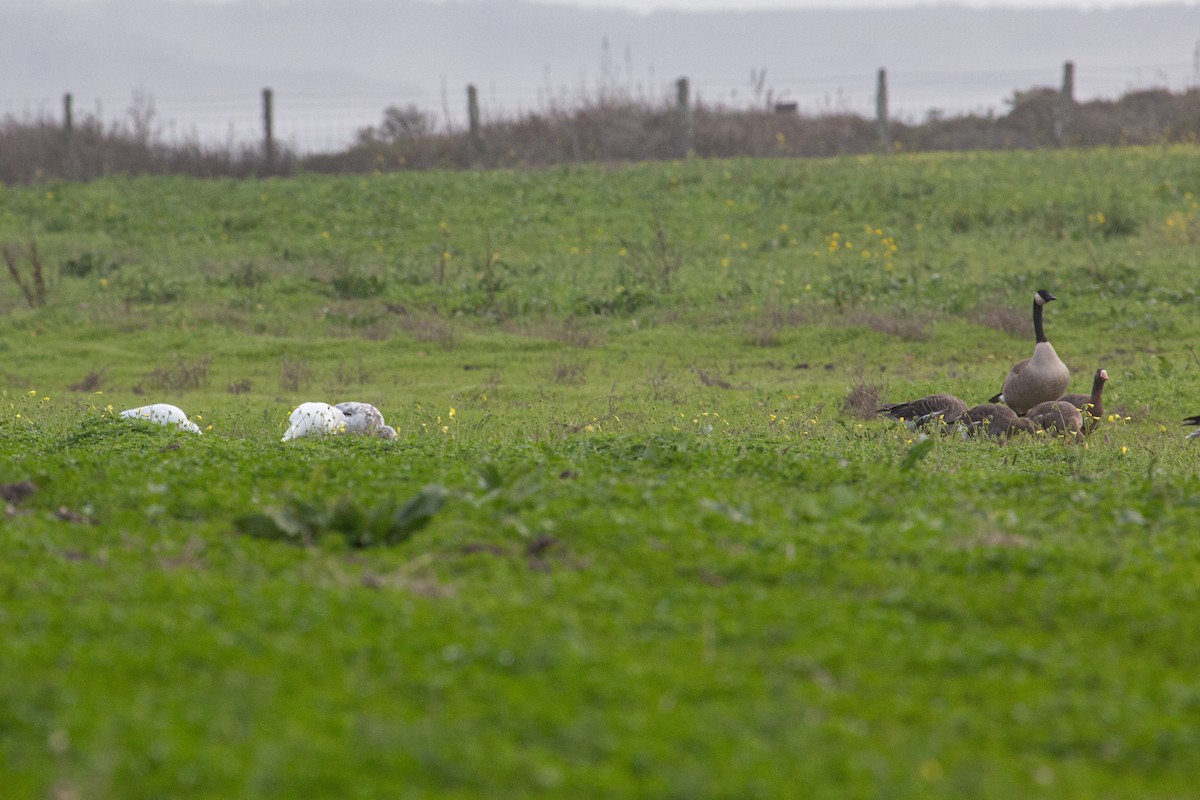 Ross's Goose - Katie Sanborn