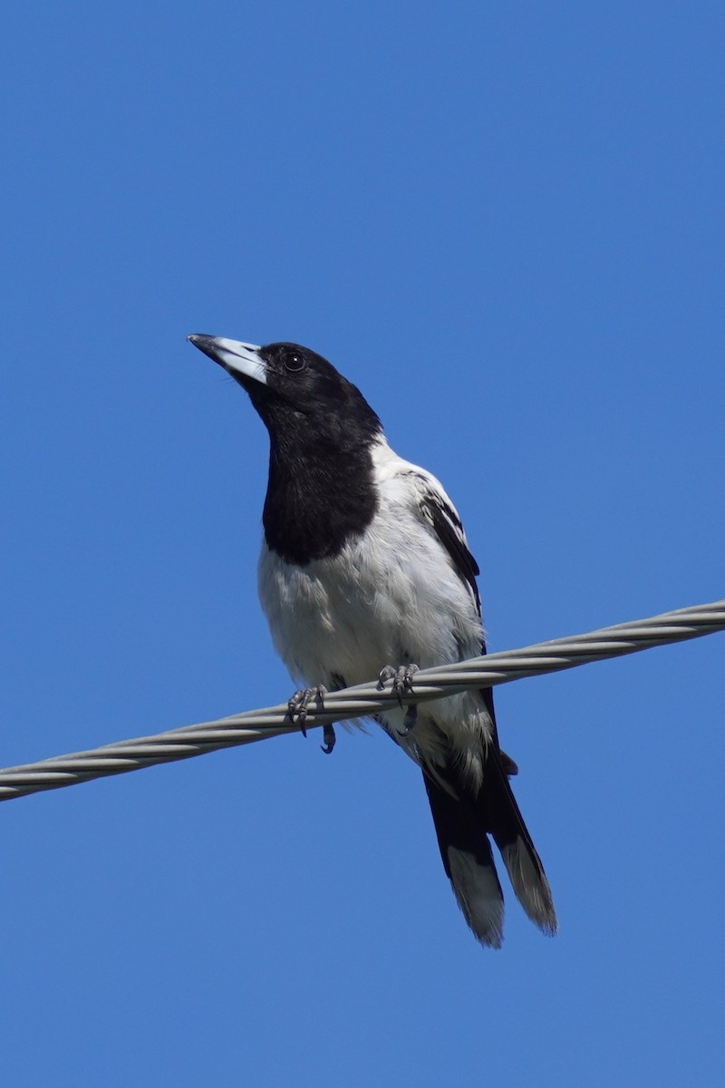 Pied Butcherbird - ML613989883