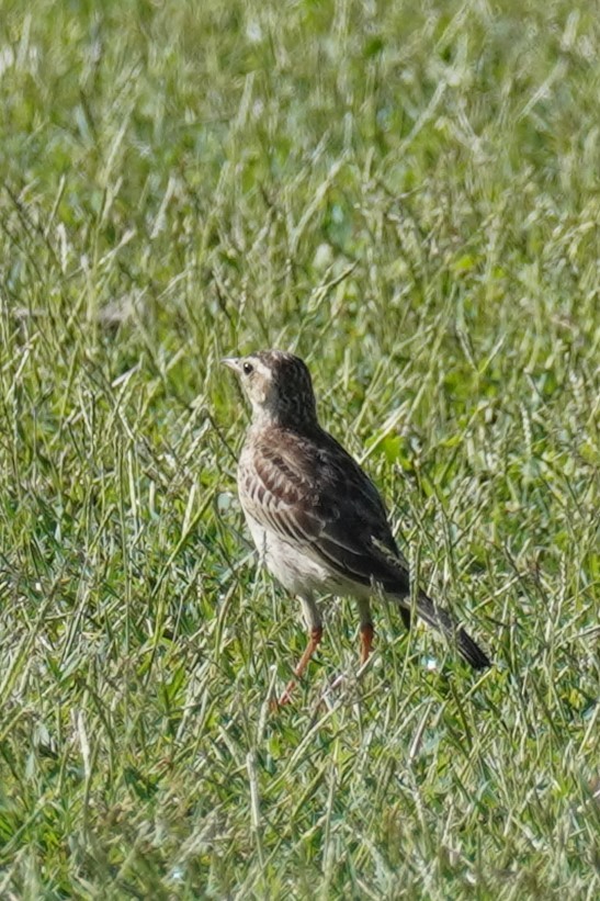 Australian Pipit - ML613989900