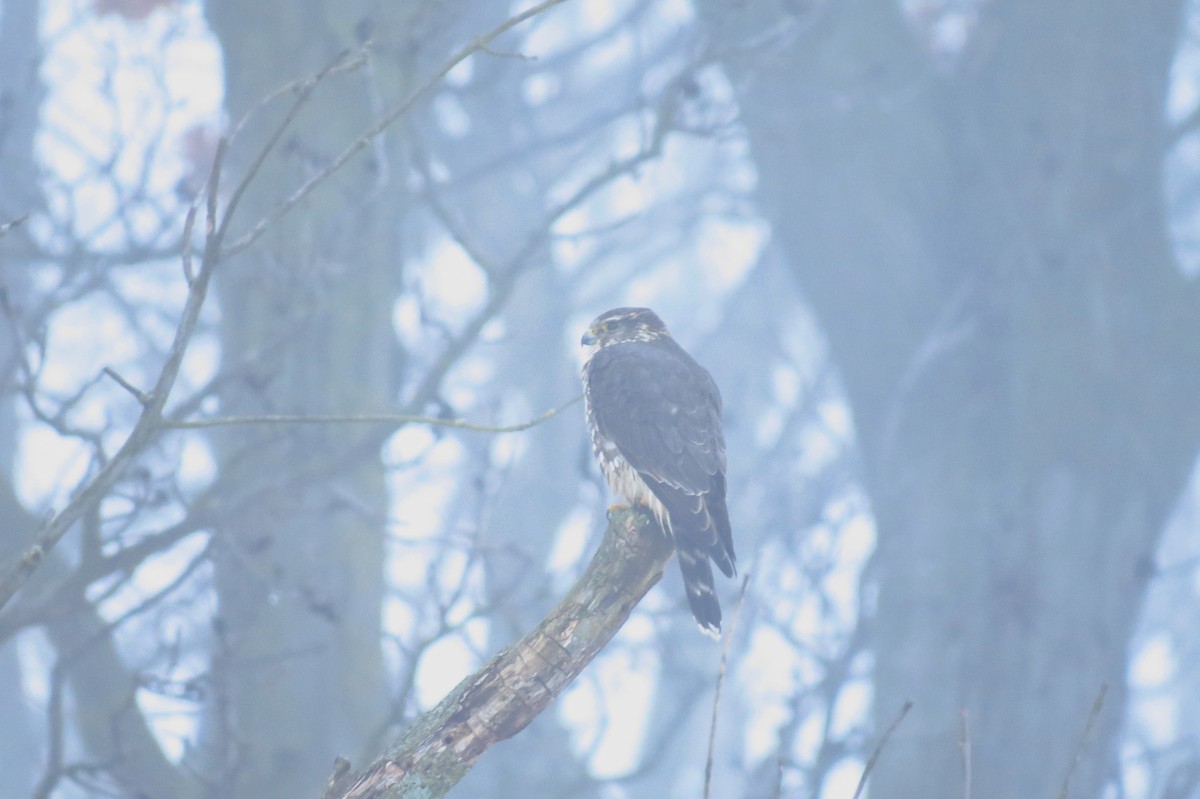 Merlin - Terry Hastings