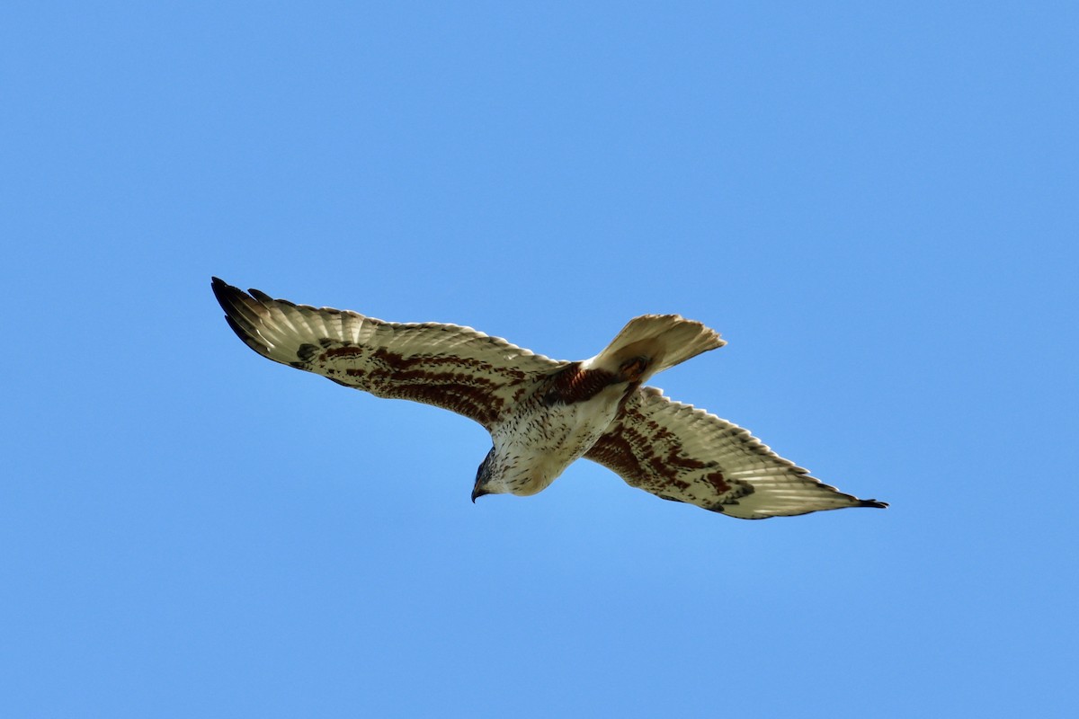 Ferruginous Hawk - ML613989929