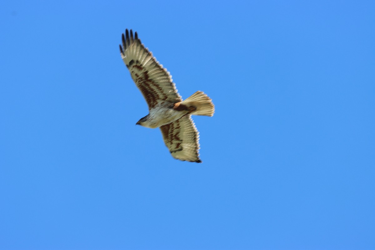Ferruginous Hawk - ML613989948