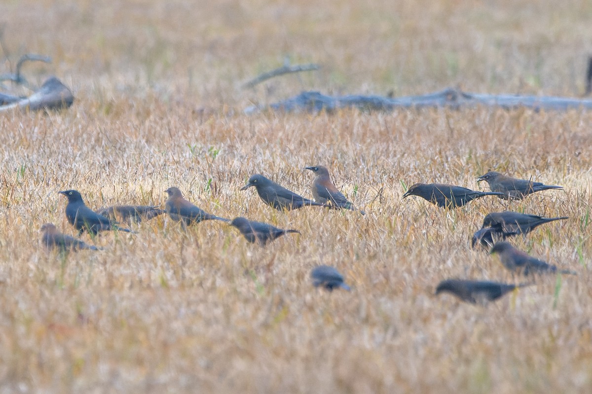 Rusty Blackbird - ML613990036