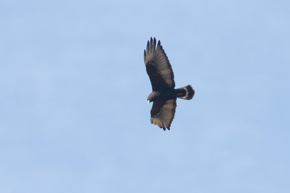 Zone-tailed Hawk - James Lukenda