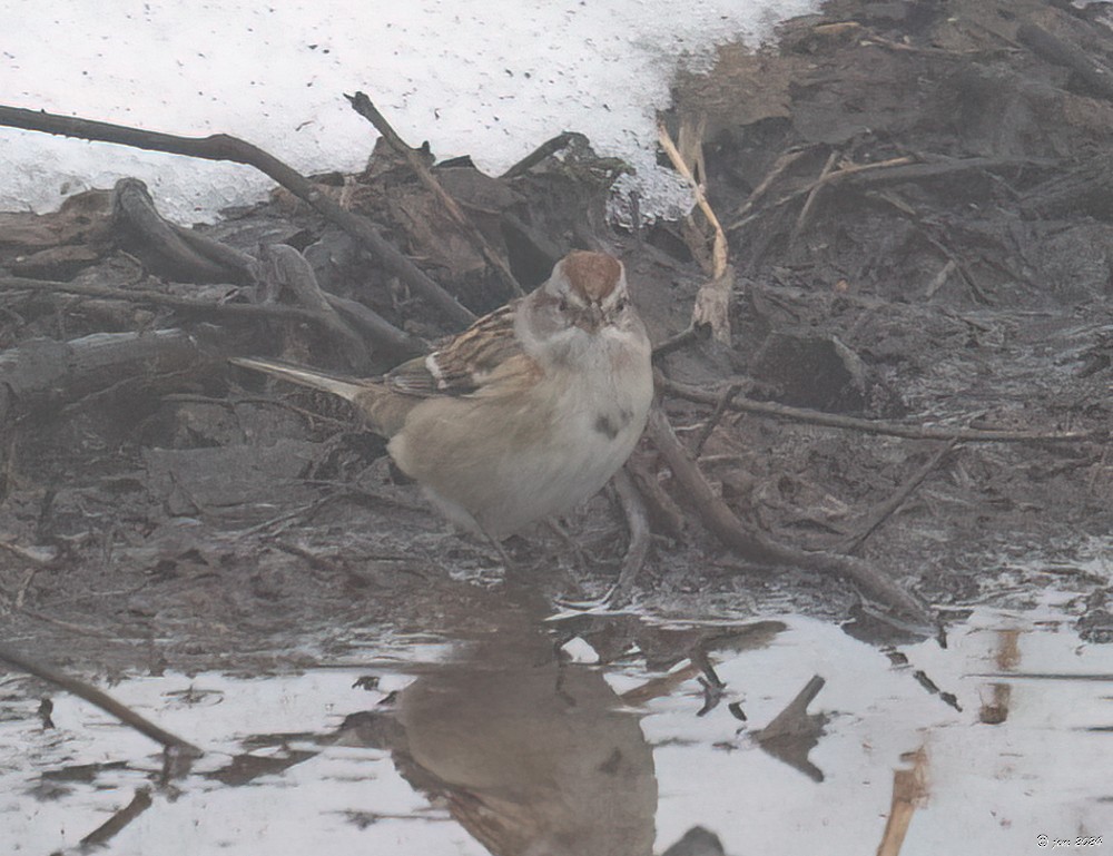 American Tree Sparrow - ML613990178