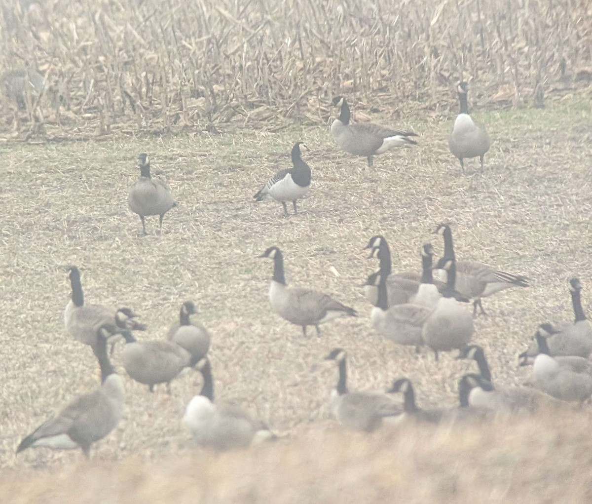 Barnacle Goose - ML613990237