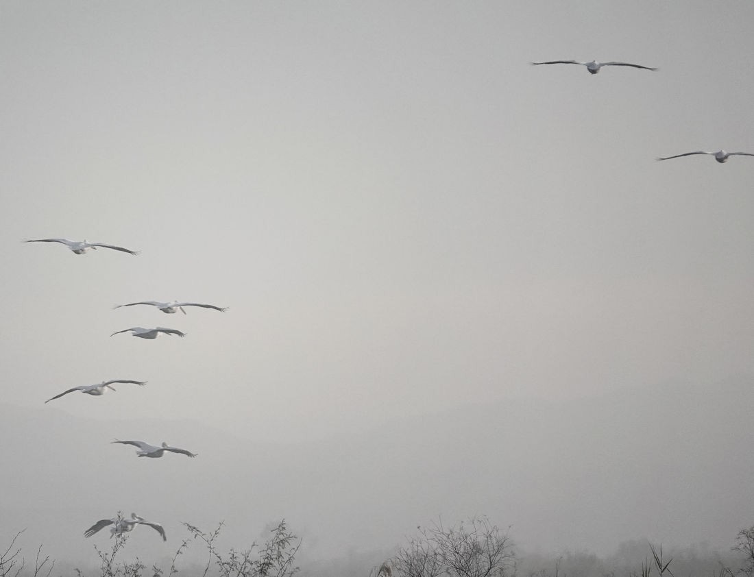 American White Pelican - ML613990250