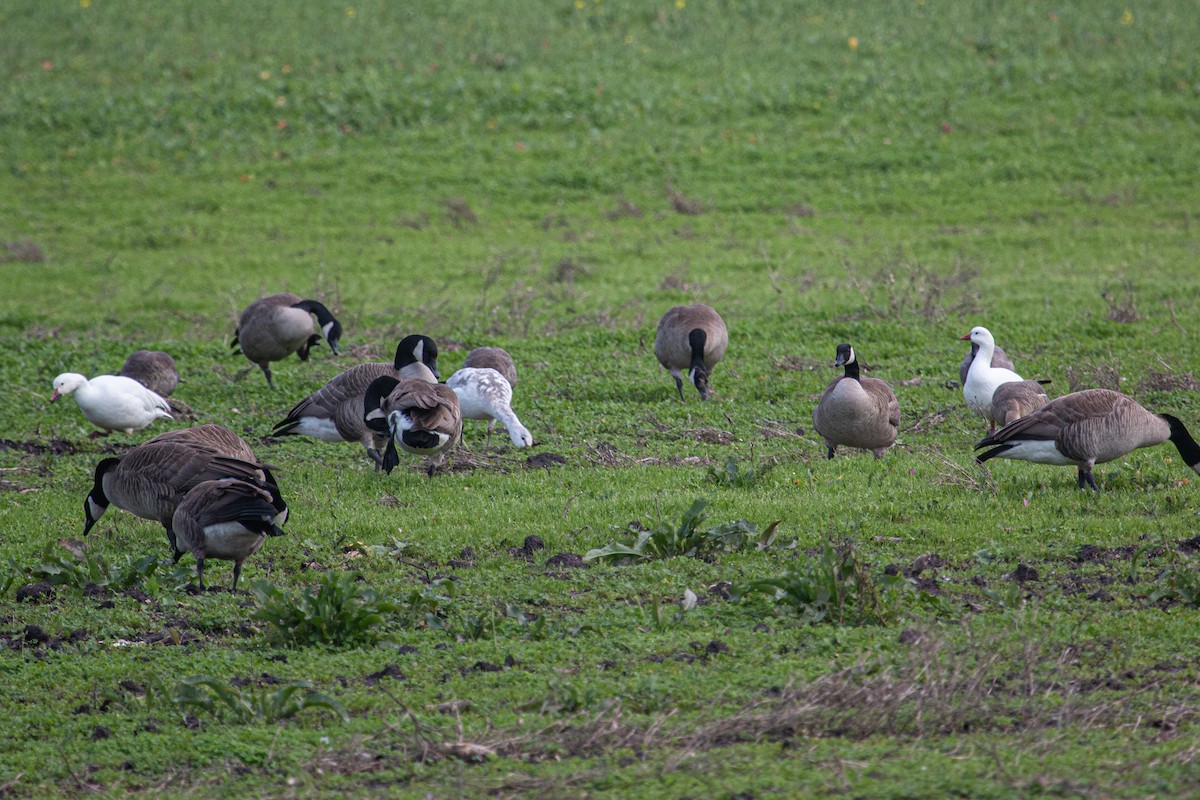 Ross's Goose - ML613990251