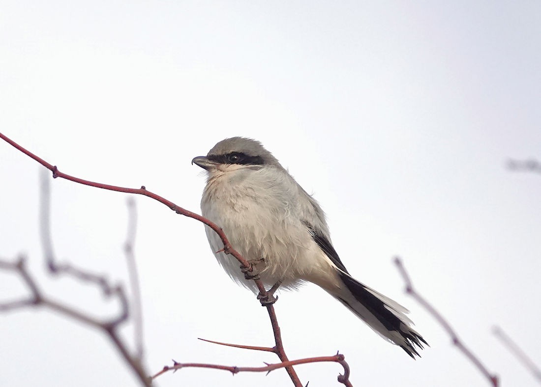 Loggerhead Shrike - Henry Detwiler