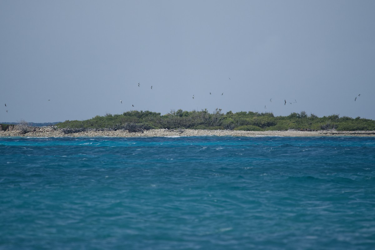 Sooty Tern - ML613990260